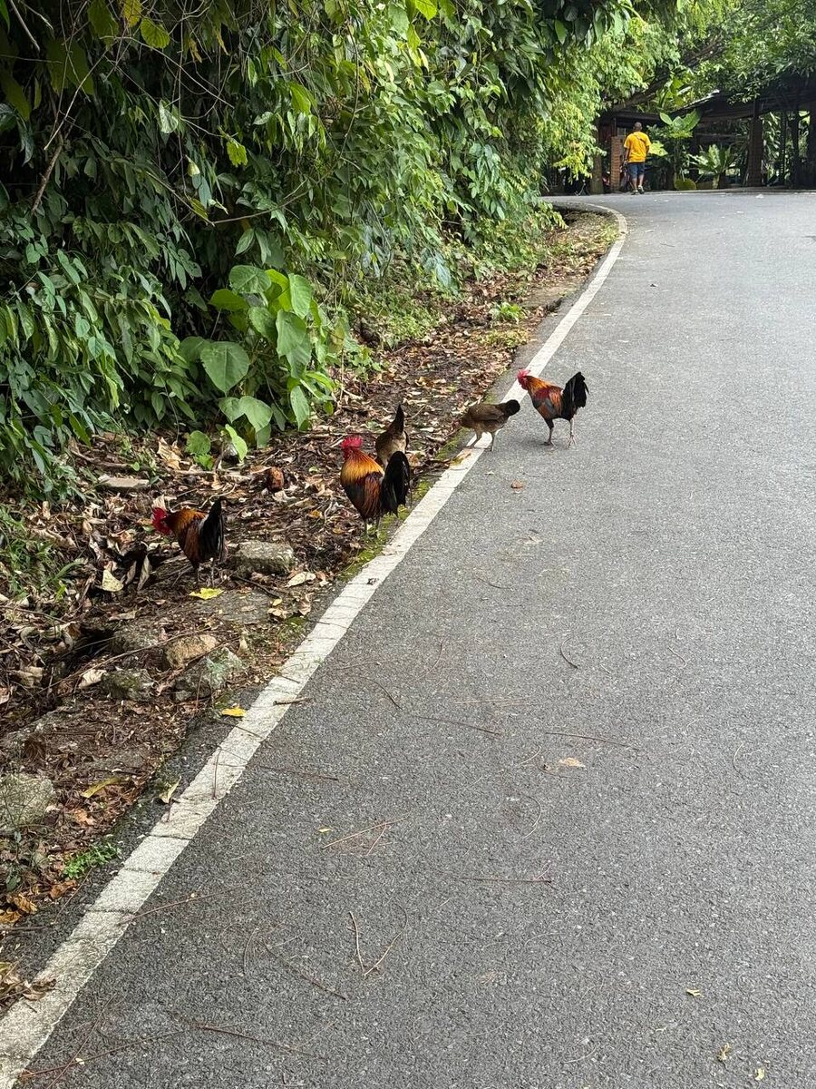 Дикие Банкивские курицы на своей родине - в Тайланде.