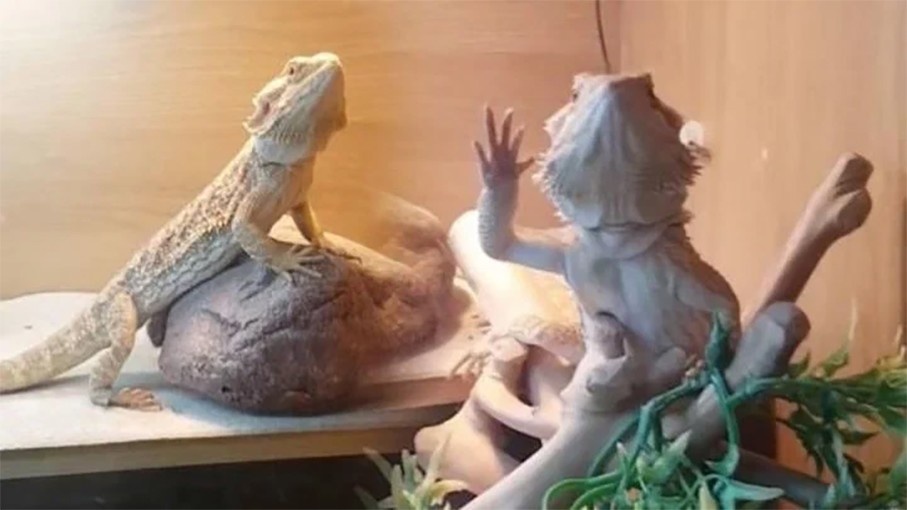 Привет, человек!