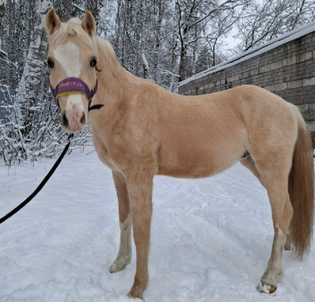    Костромской ипподром