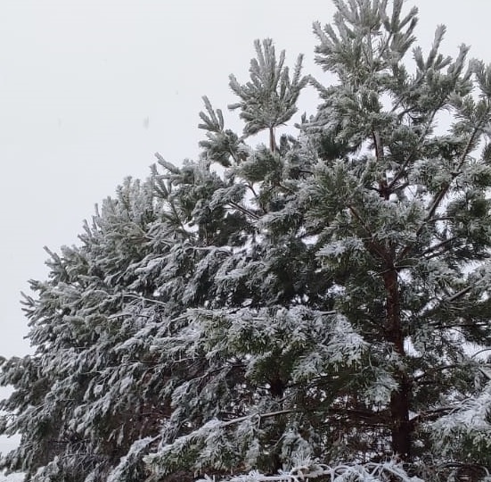 Опасные клещи на елке: правда или новогодний миф?