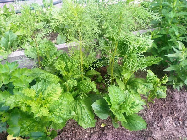 Астра в июне 2024 года. Такими сильными должны быть кусты цветов!