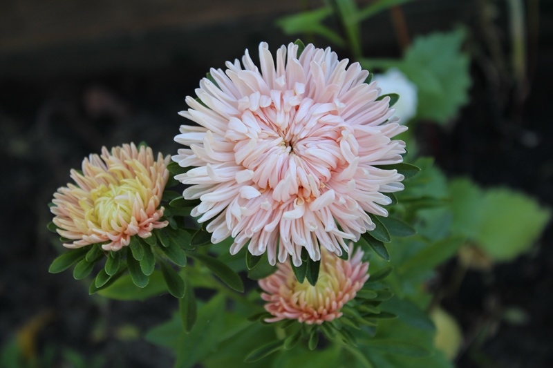 Цветение астры «Леди Корал лососевая»