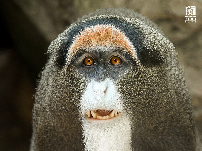 Этот взгляд скрывает интеллект, о котором мы только начинаем догадываться. На фото мартышка Бразза.