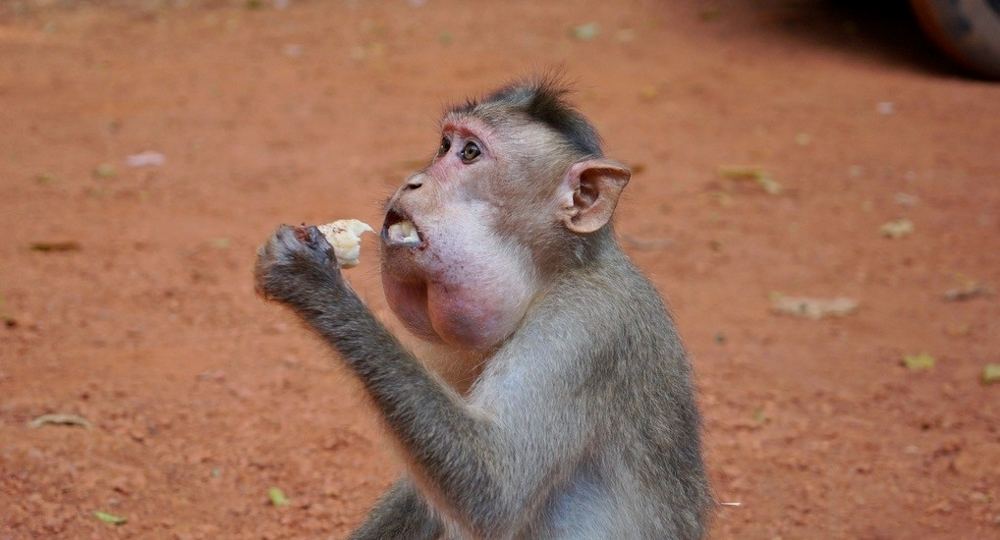 45+ интересных фактов о мартышках: почему они умнее, чем мы думаем