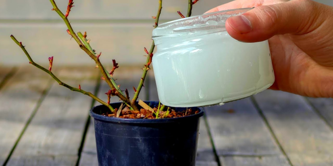 97% дачников используют «Корневин» неправильно – поэтому и толку нет. А все мои черенки дают корни на 3 день