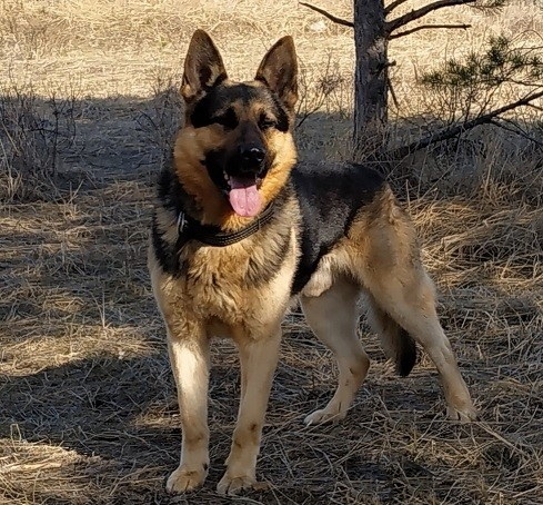 Сотрудники ГУФСИН по Нижегородской области ищут дом пяти овчаркам, вышедшим на пенсию