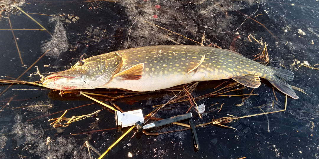 Рыбы зимой плывут, задевая глазами лёд… или 9 факторов подготовки рыб к зимнему периоду. Продолжение