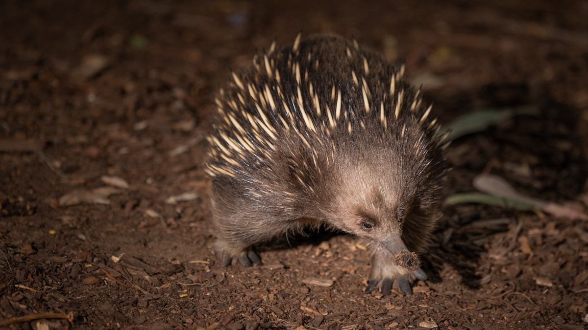    Ехидна — уникальное млекопитающее, принадлежащее к классу однопроходных, откладывающих яйца