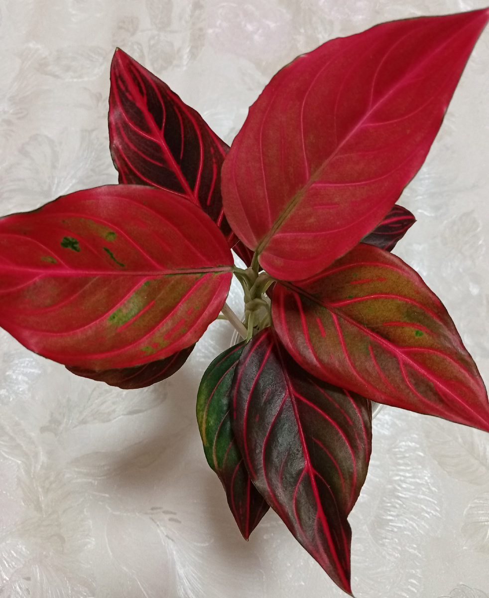 Ред Вейн Бордо.