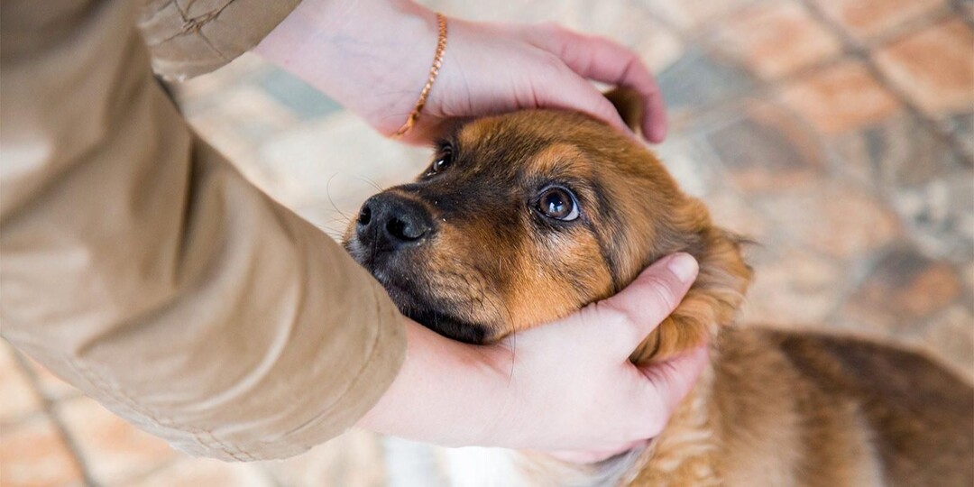 «Моспитомец»: почему не стоит бояться брать животных из приюта