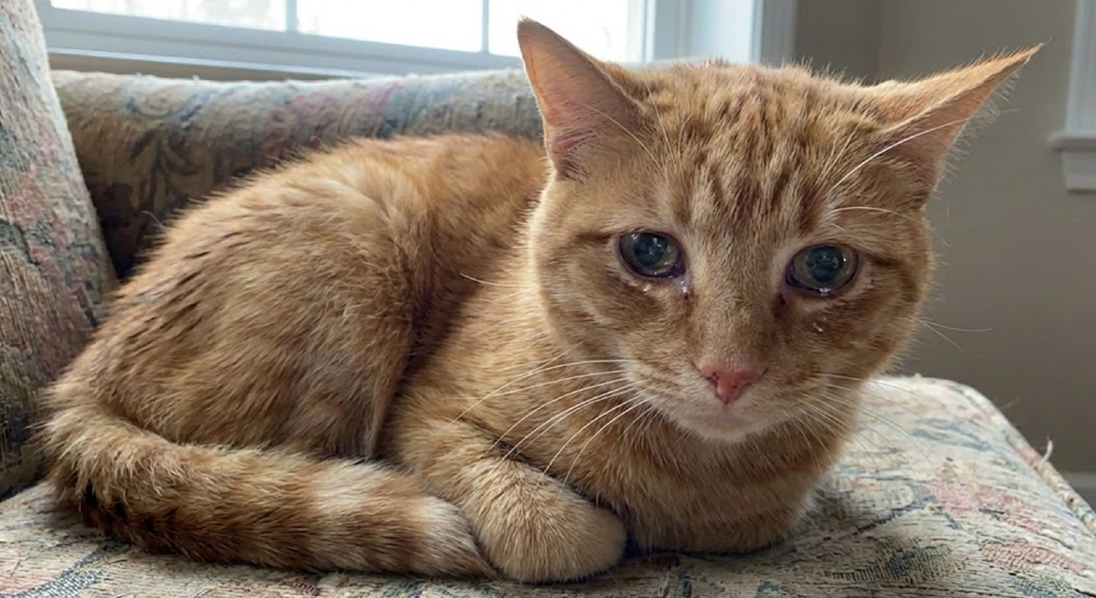 В этих глазах — вся боль предательства. Он ждет, что за ним вернутся, что это просто страшный сон. Но хозяйка уже строит новую жизнь без него.