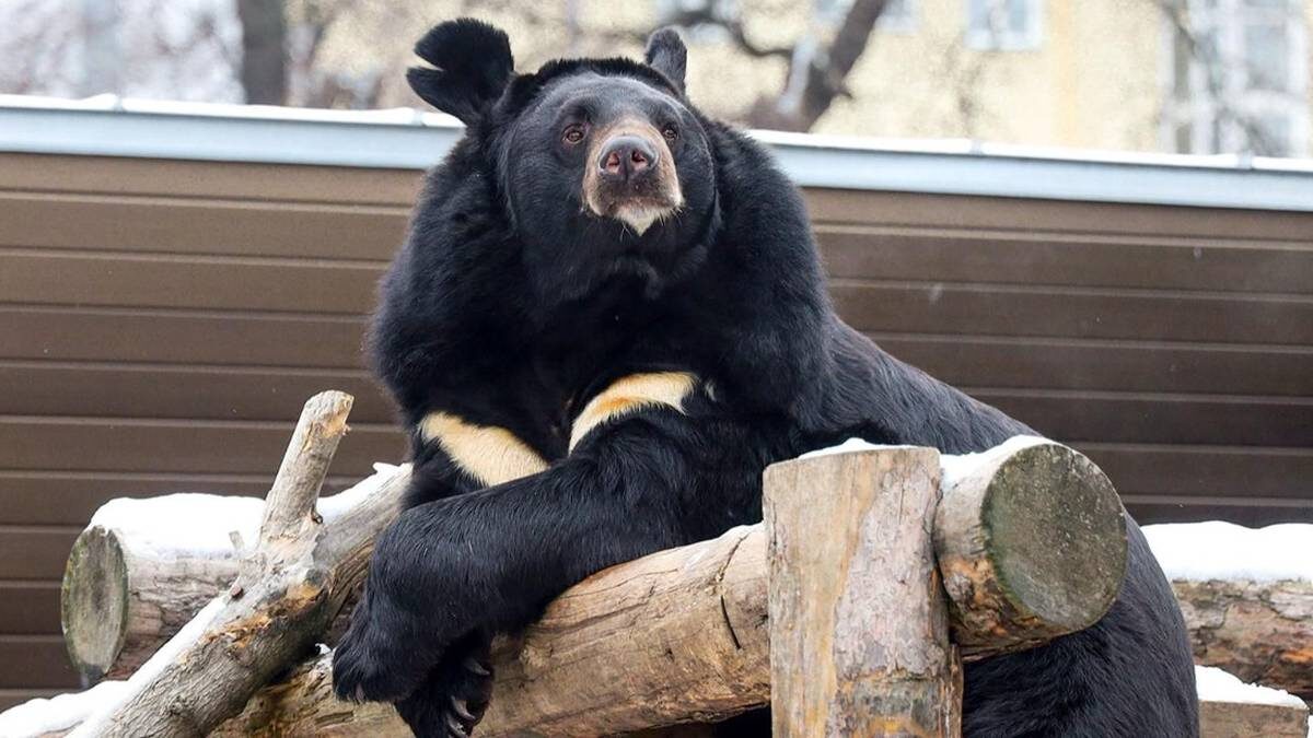    Фото: Пресс-служба Департамента культуры города Москвы