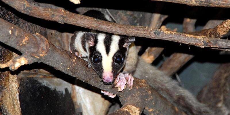 Ехидны и полосатый кускус приехали в столичный зоопарк