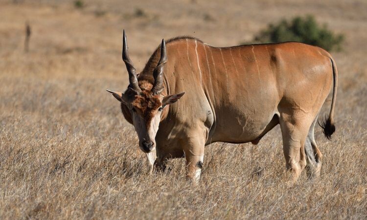 На фот о антилопа канна.