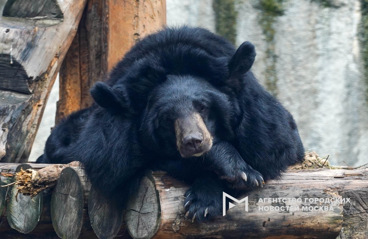 Фотограф: Александр Авилов