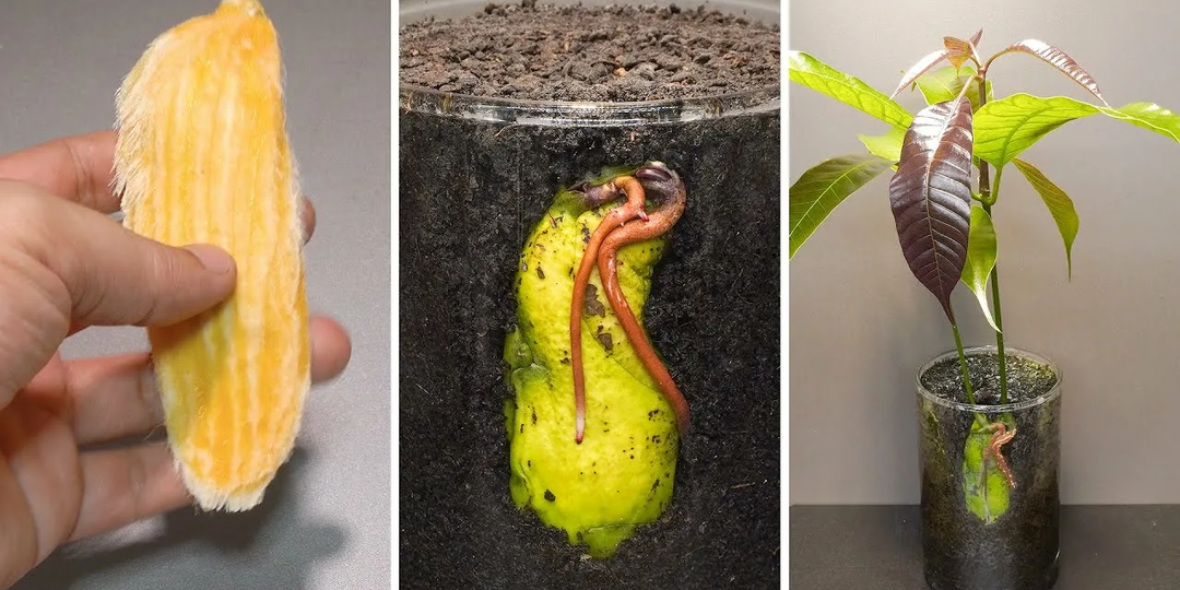 10 шагов для успешного выращивания манго из косточки 🥭🌱