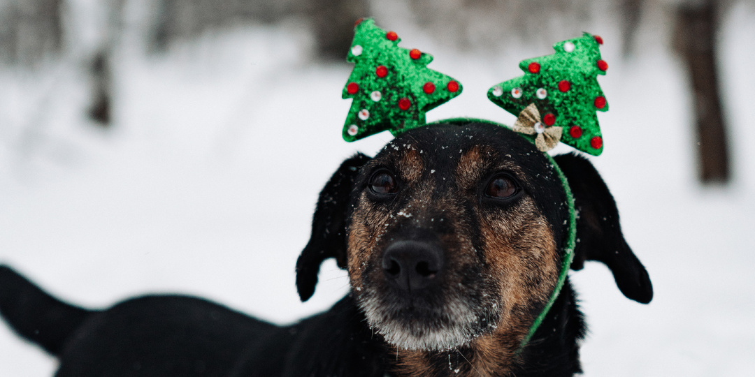 Чек-лист для собачников. Что стоит проверить перед выходом на улицу?