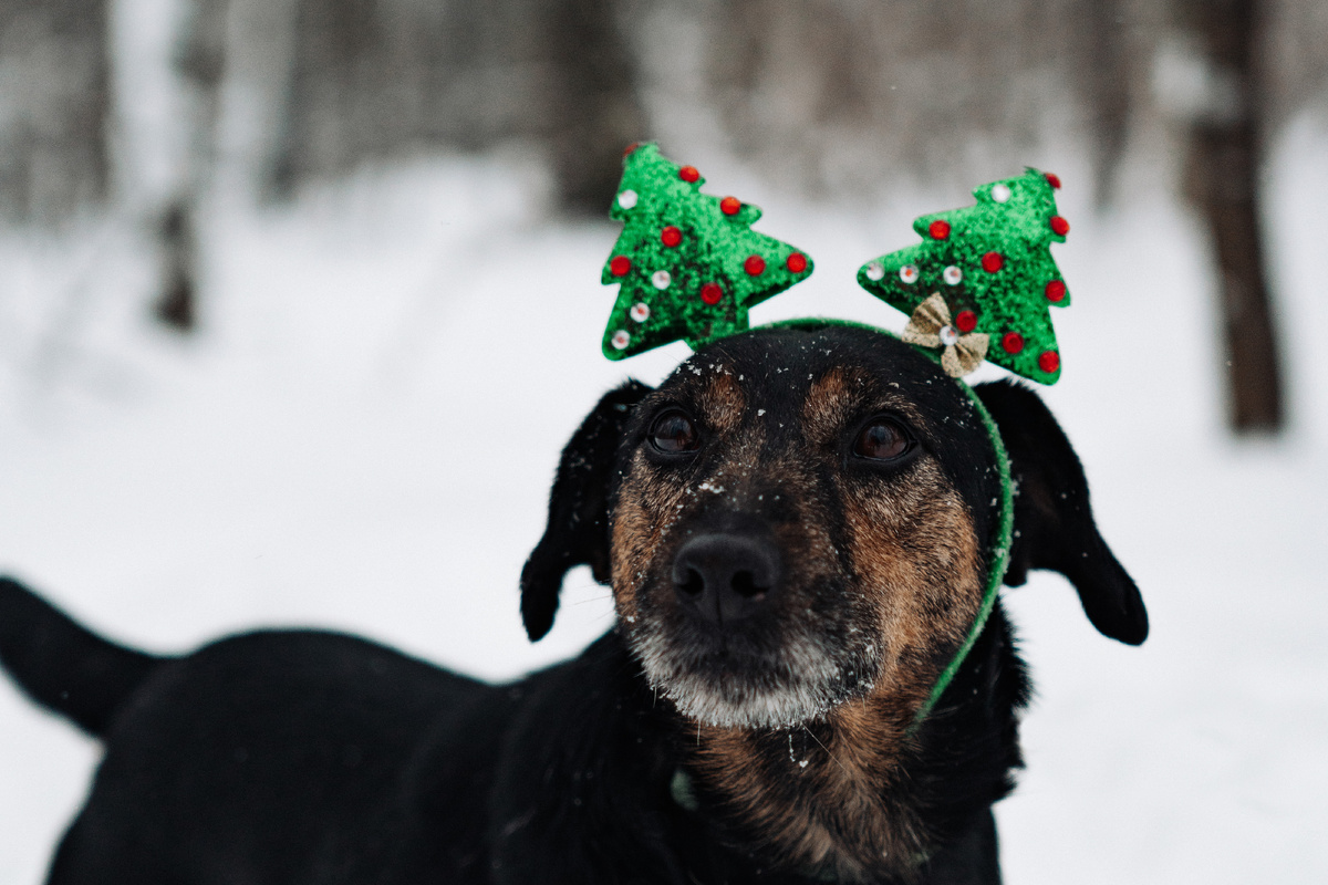 Рональд во всю готовится к Новому году!