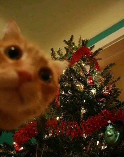 Кошки и новогодние ёлки: прекрасная и опасная большая игрушка, как избежать проблем