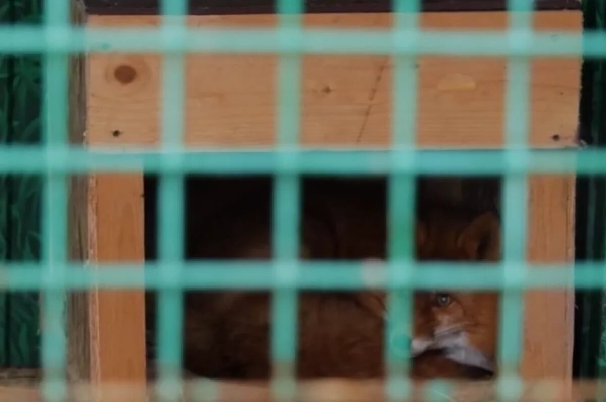    Покровителем лисы на Камчатке стала Адвокатская палата