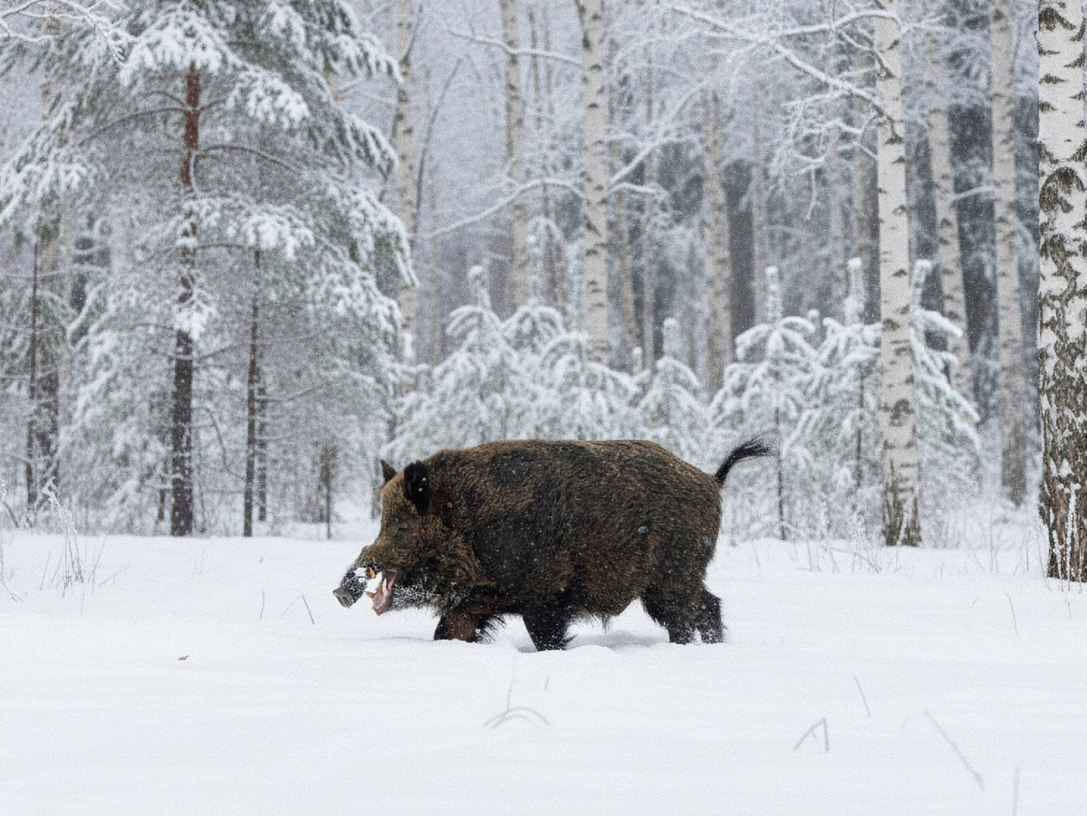 Логично, что матёрым воином секач становится не сразу: если юные подсвинки скачут по кустам в лёгких фланелевых рубашках, то к 5–6 годам кабан обрастает полноценным доспехом. Но броня — это ещё полдела.