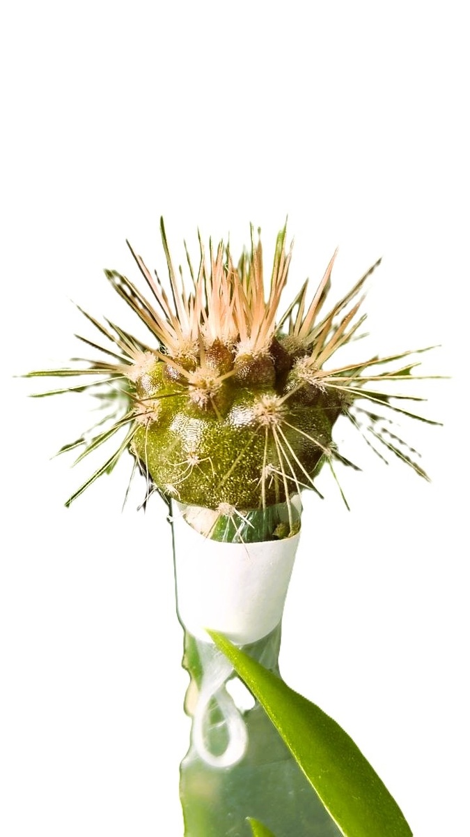 привитая неохинела