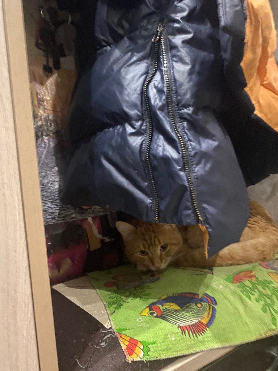 под моими куртками 🐈 