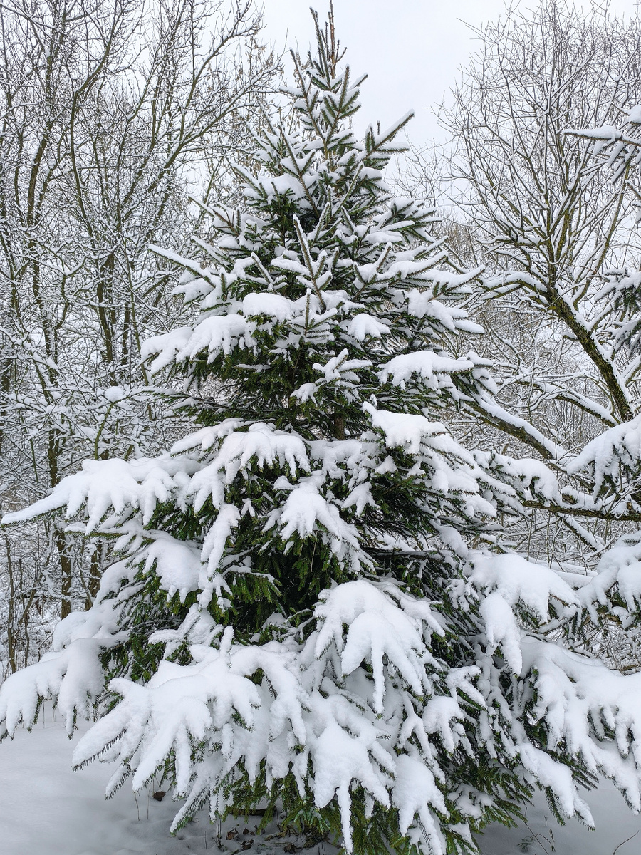 Снежный декабрь 2025 в Обнинске