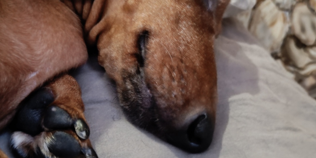 Золотинке 11!