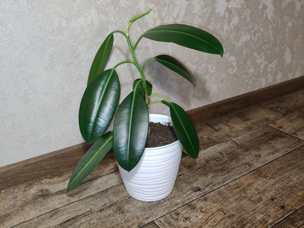 Фото: Валерия Аргаляева