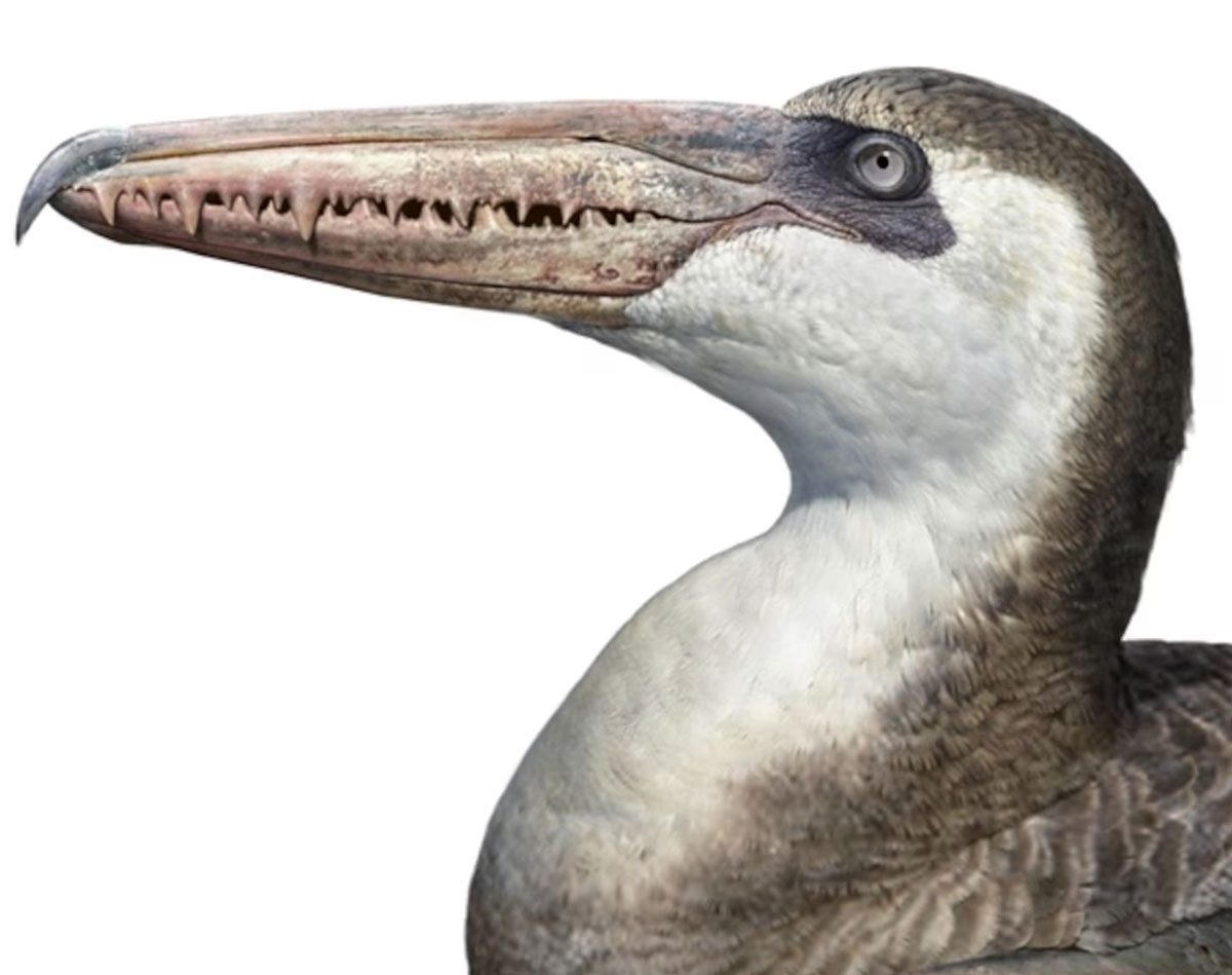 Peter Trusler / Museum Victoria