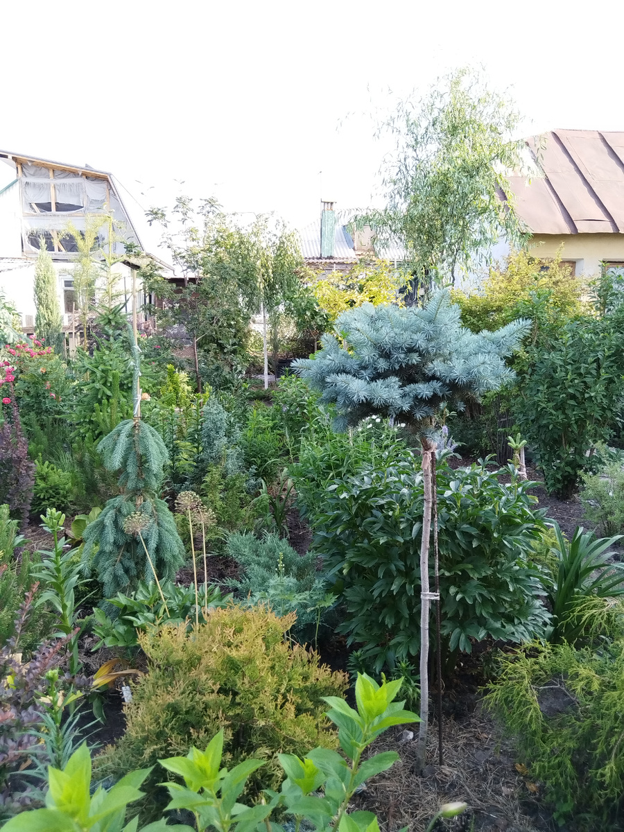 Немодная ель колючая "Глаука Глобоза" на немодном высоком штамбе (да, реально человек в одном чате написал, что ему стыдно хвастаться покупкой этой ели, потому что она немодная🙈)