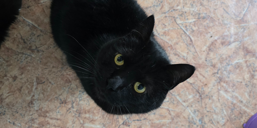 Они черные, но счастье приносят