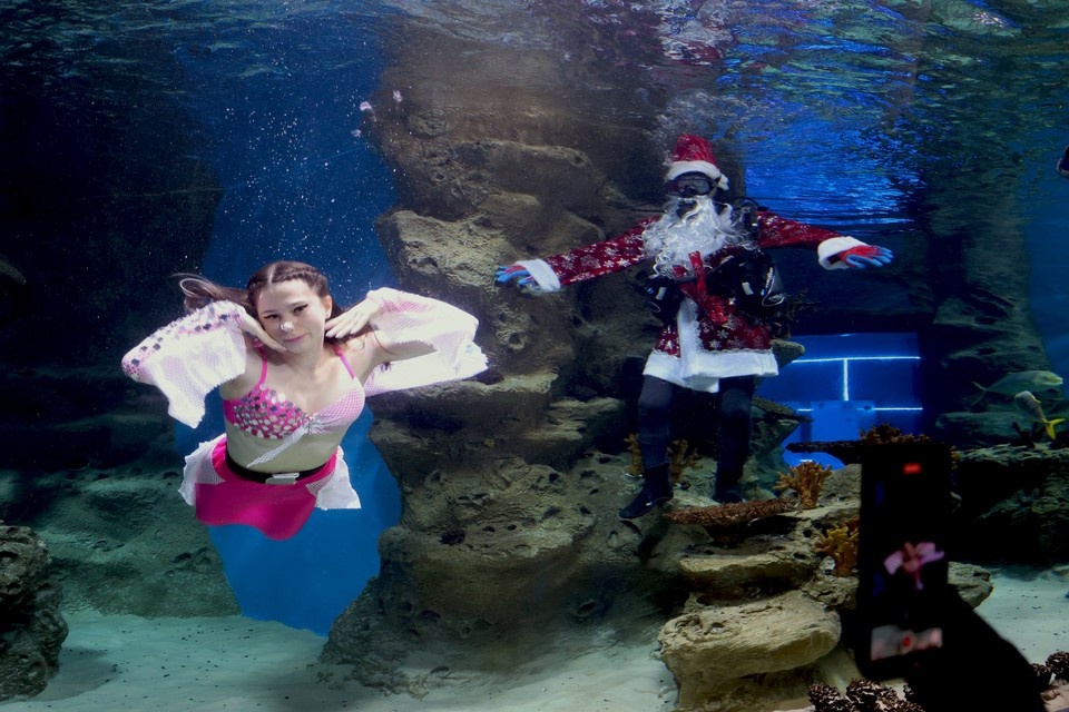    В океанариуме Новосибирского зоопарка в преддверии праздников появились Русалочка и морской Дед Мороз. Фото: предоставлено Центром «Дельфиния»