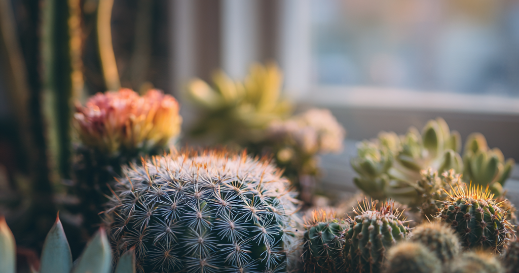 Кактусы и суккуленты зимой: нужны ли им полив и свет