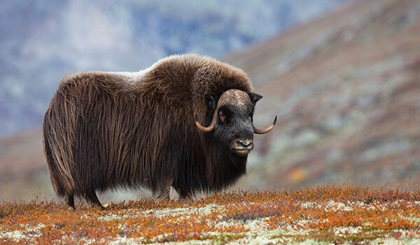 Взгляд сквозь тысячелетия: овцебык в своей стихии.