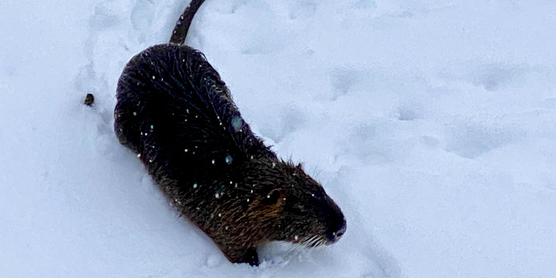 Что сейчас с нутриями, оказавшимися в тяжелейших условиях после ухода воды из Белгородского водохранилища