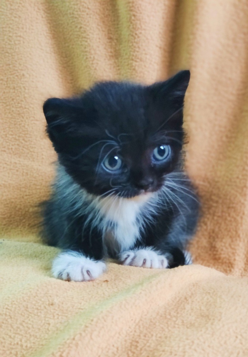 Фото: тг-канал мэра Омска Сергея Шелеста