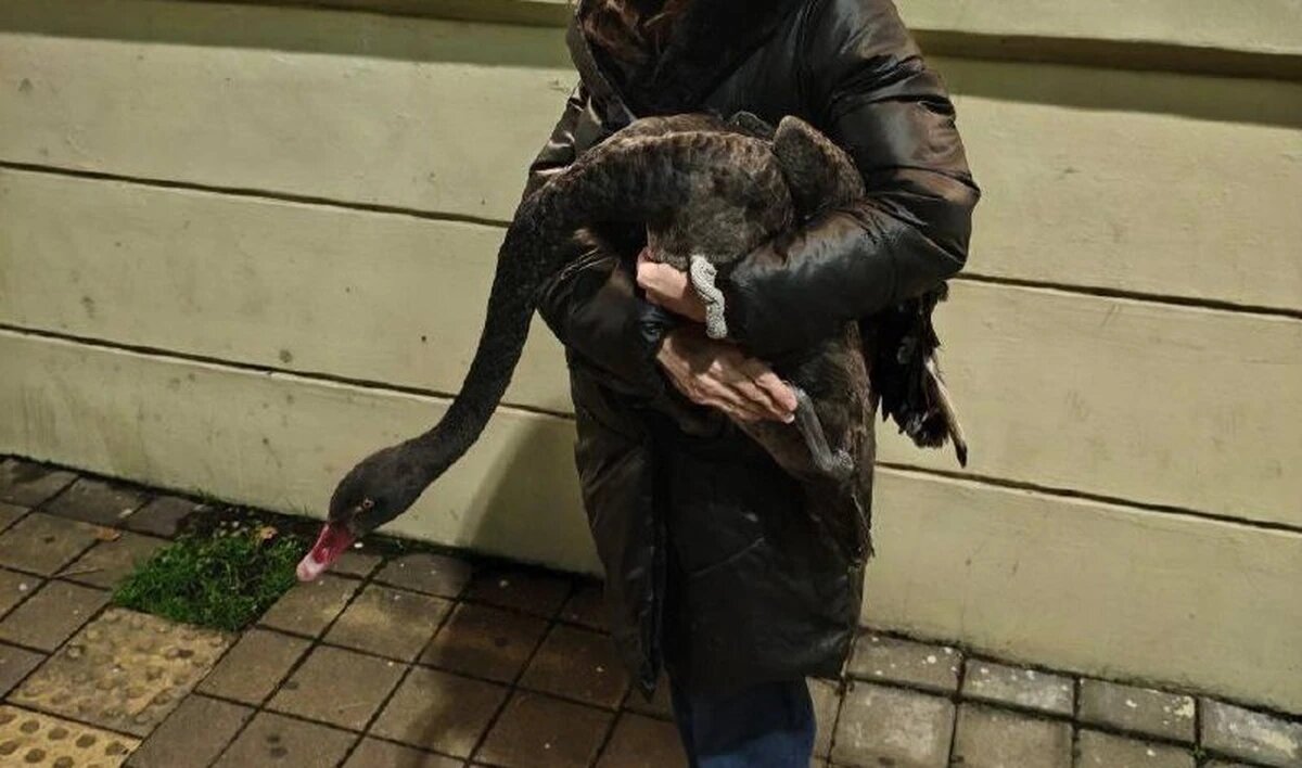    Фото t.me/npsochi_official