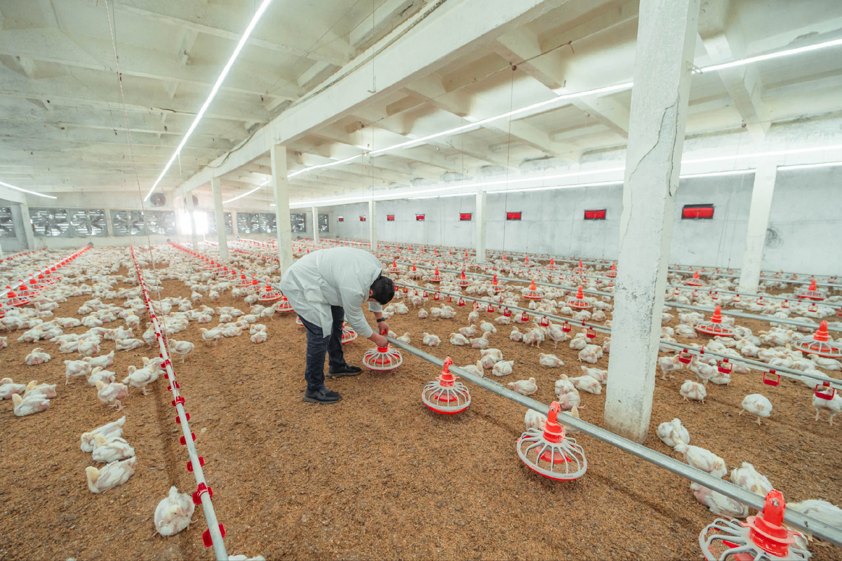 Линии кормления и линии поения производителя оборудования для птицефабрик Asia- Taren