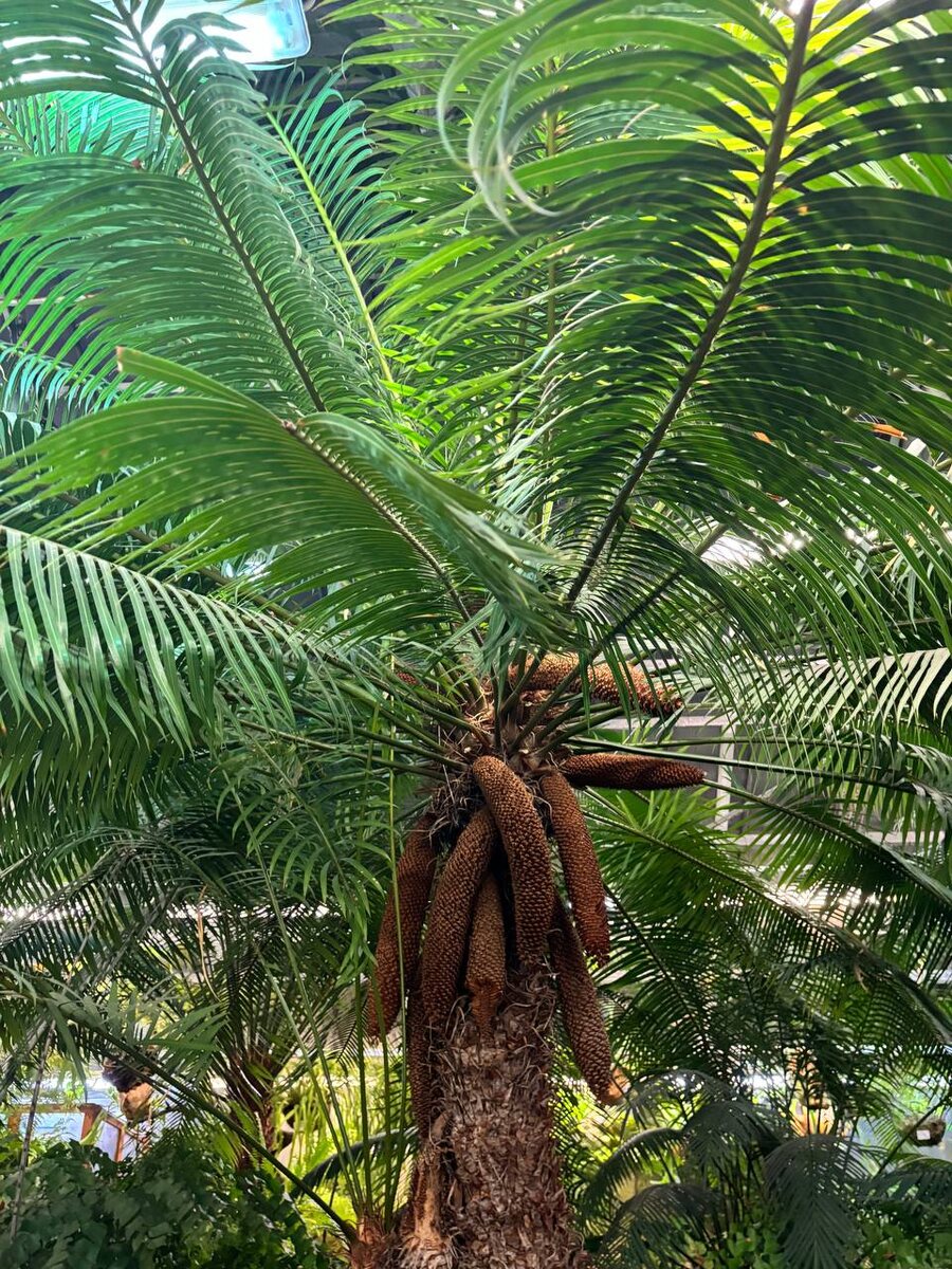 Фото от дочери. Оранжерея Ботанического сада. 