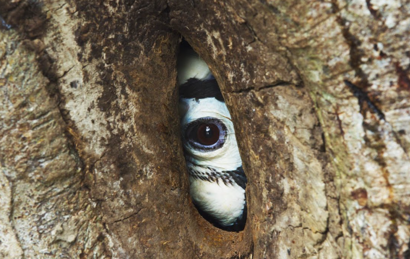 Она закрыла вход в гнездо — и полностью положилась на одного-единственного