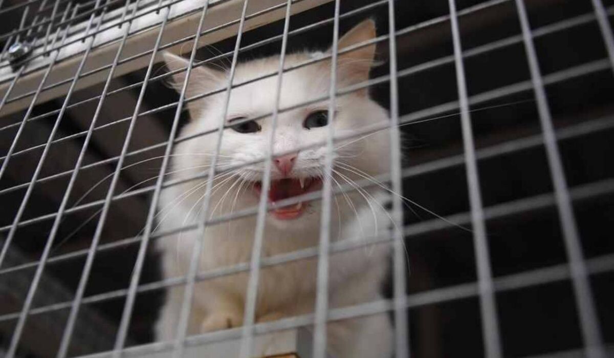     Кошка. Источник: omsk.kp.ru Автор фото: Михаил Фролов