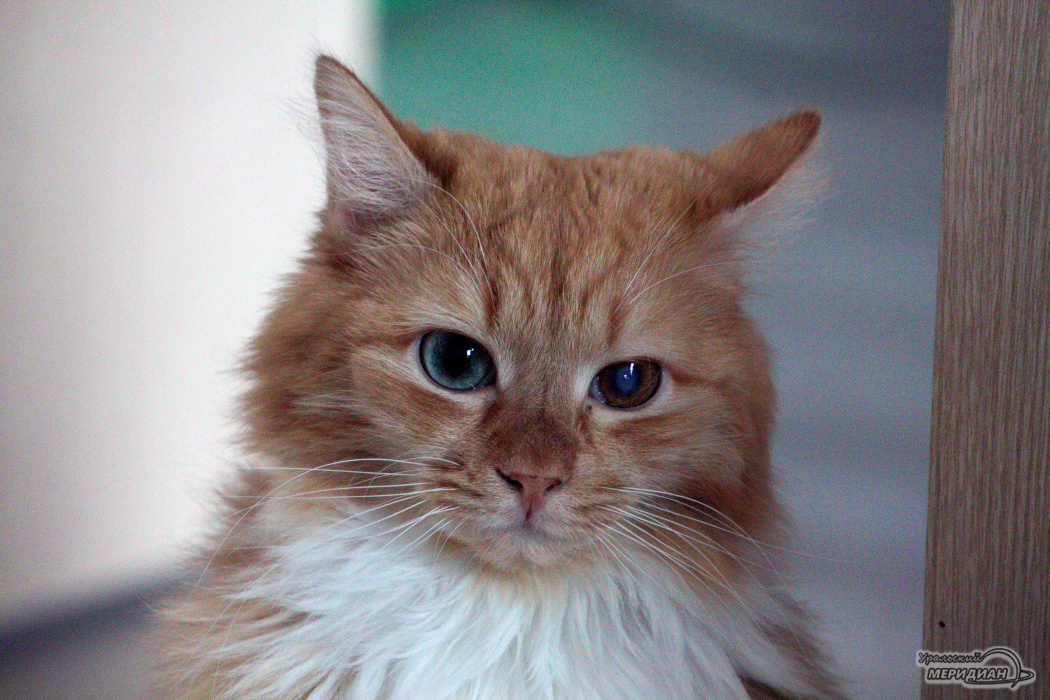    Фото Ольга Аникина © ИА «Уральский меридиан»