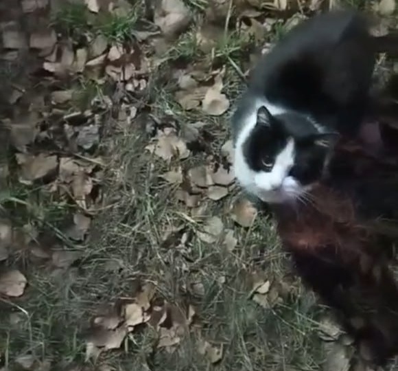 Кошек выбросили в самые морозы туда, где не укрыться. Их спасла женщина, занеся в сарай. Помогите вывезти и выходить!