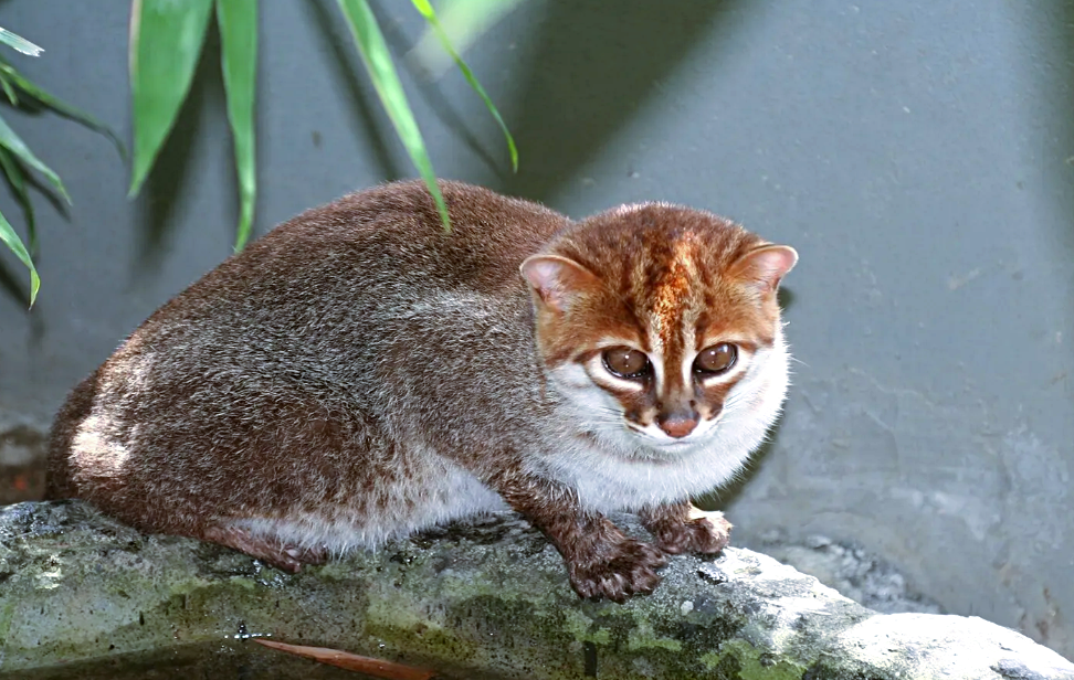 Лат. Prionailurus planiceps. Источник фото: interestingengineering.com