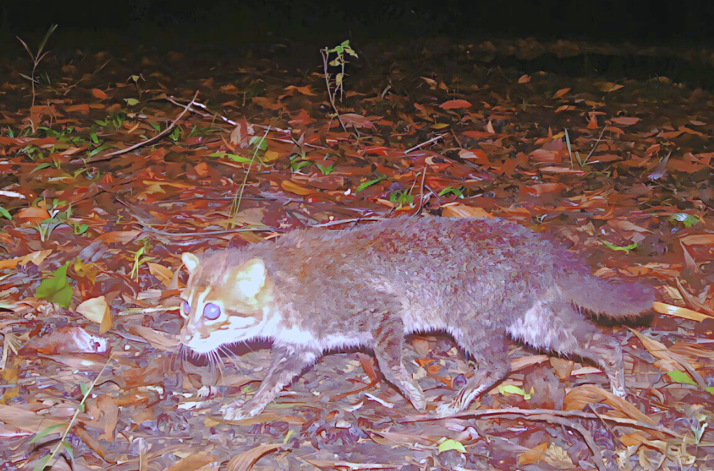 Снимок, сделанный тайской фотоловушкой.