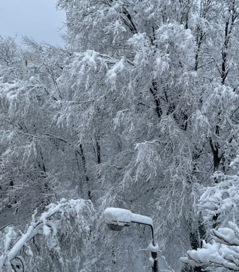    Фото: "Веселовские вести" Веселовские вести