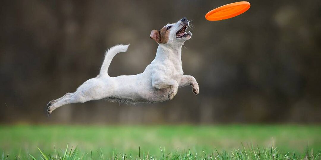 25+ интересных фактов о джек-рассел-терьерах: почему их называли «летающими собаками»?