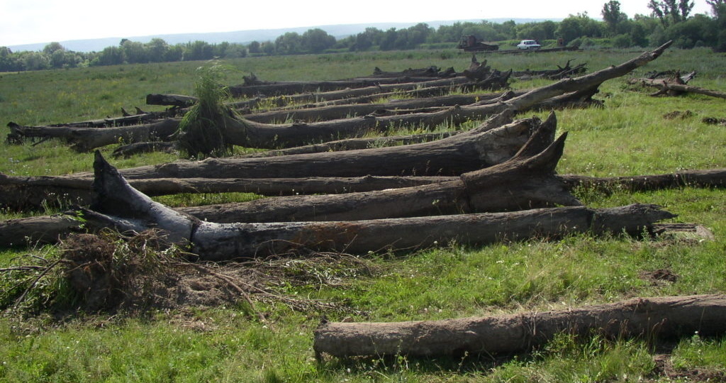 Аномалия Мордовии. В руслах Мокши и Суры погребено до 4 млн кубометров первозданного леса